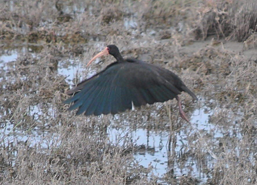 Bare-faced Ibis - andres ebel