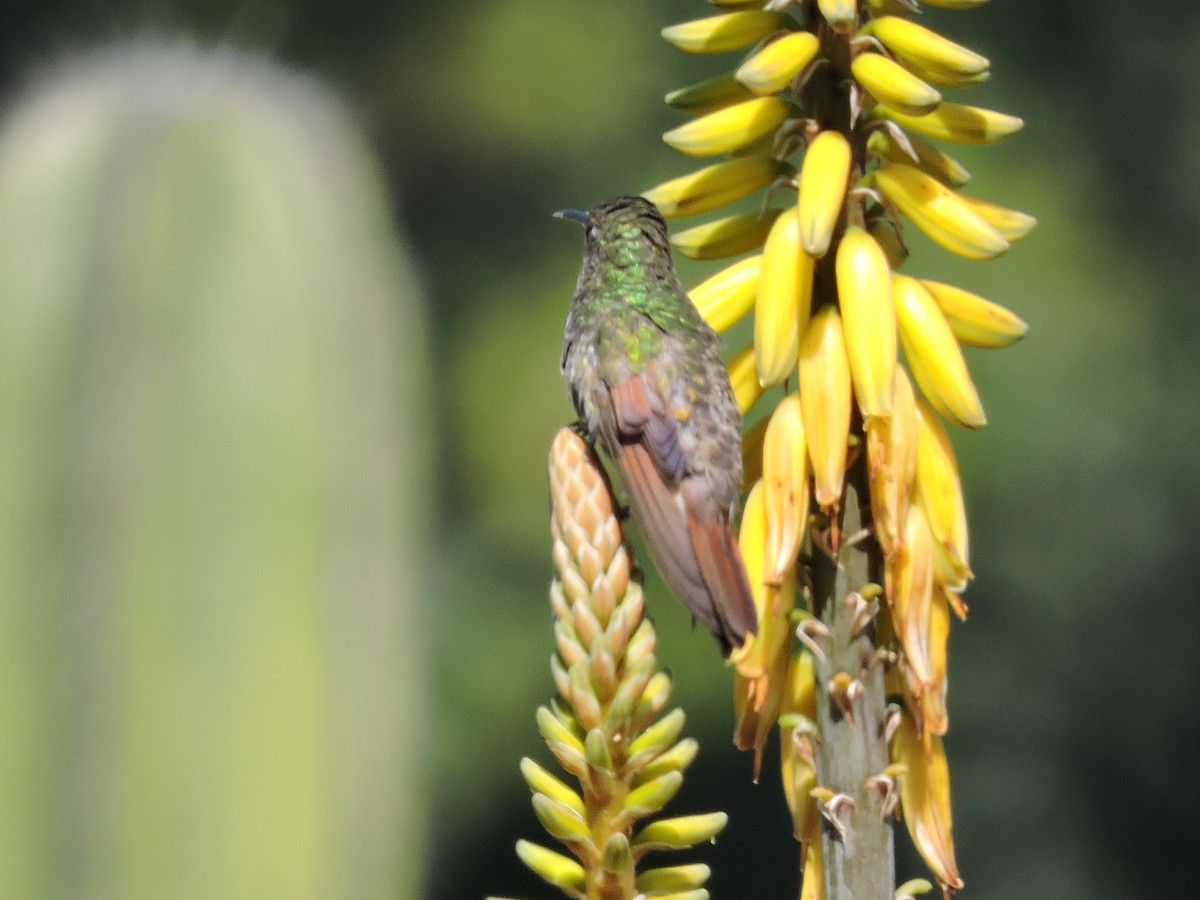 Berylline Hummingbird - ML129370771