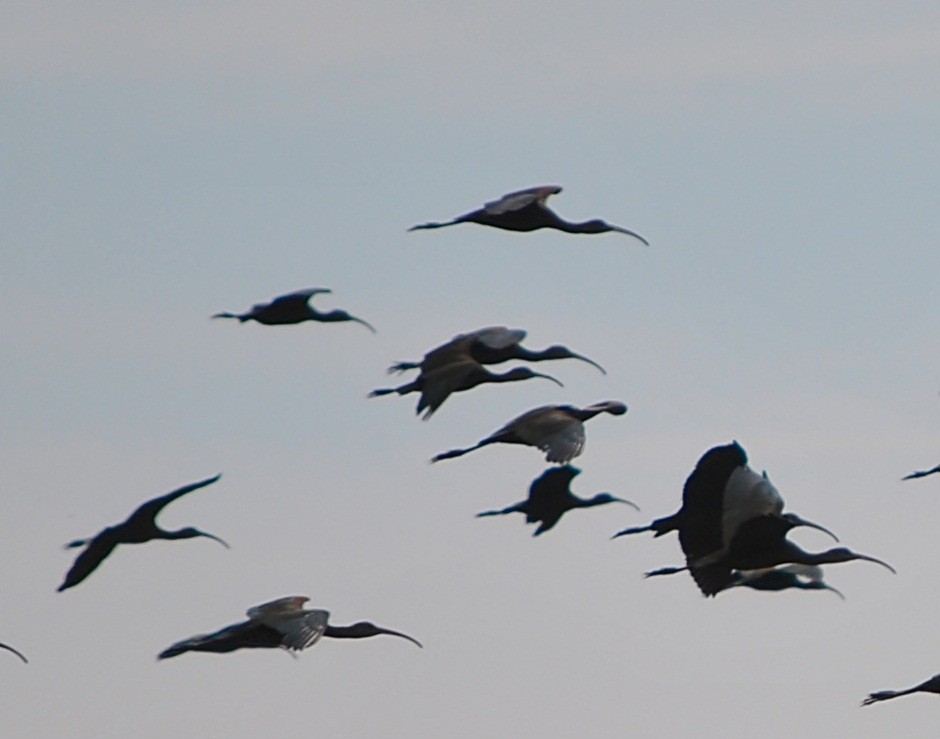 White-faced Ibis - ML129370831