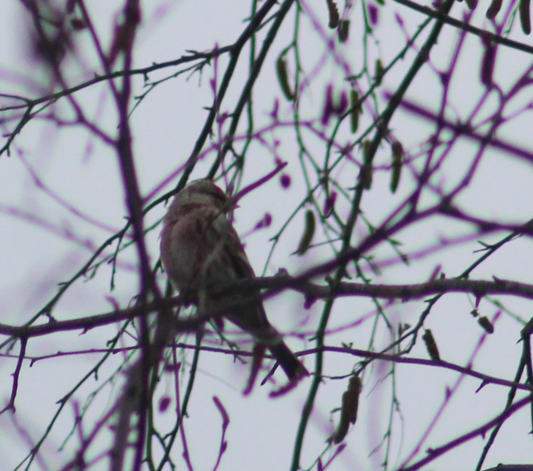 Common Redpoll - ML129371301