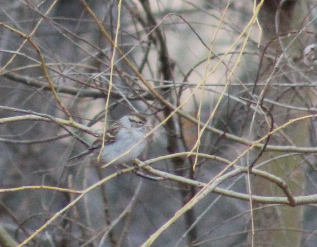 Chipping Sparrow - ML129371331