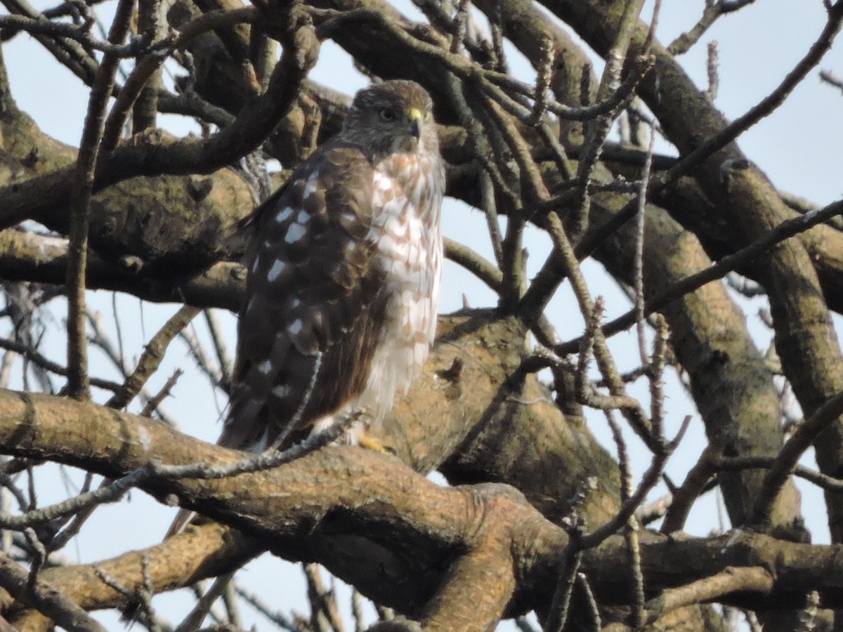 Cooper's Hawk - ML129371441