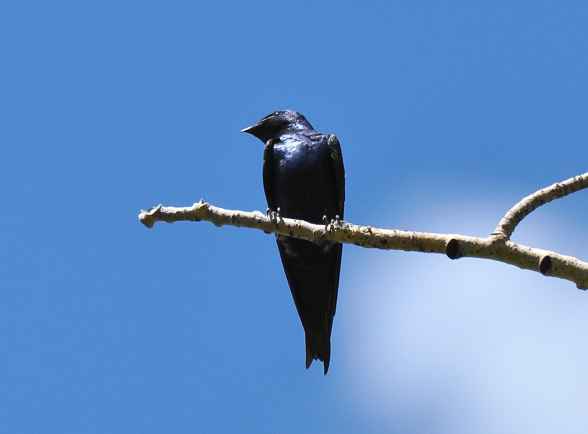 Purple Martin - Ryan O'Donnell