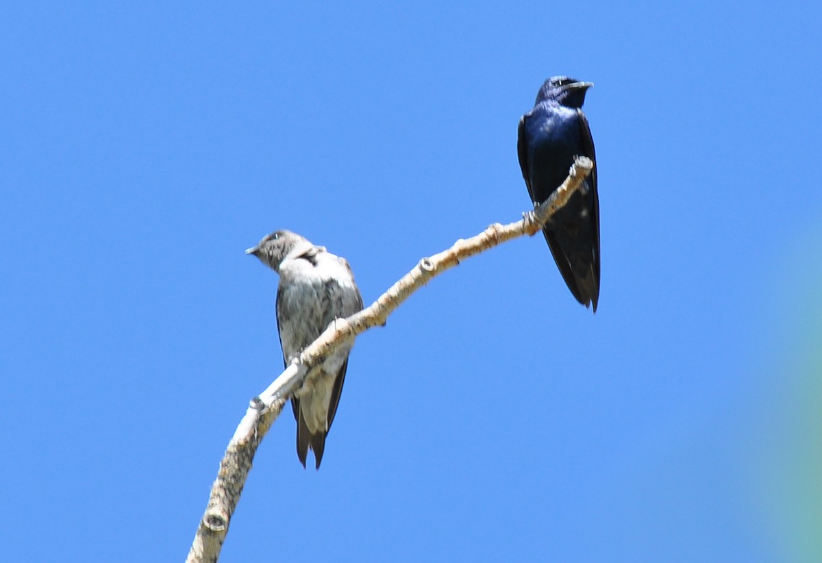 Purple Martin - ML129372021