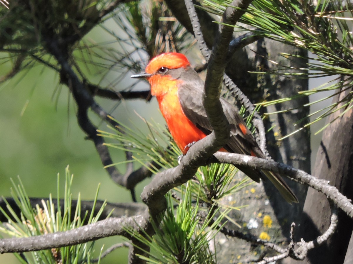 Vermilion Flycatcher - ML129372571