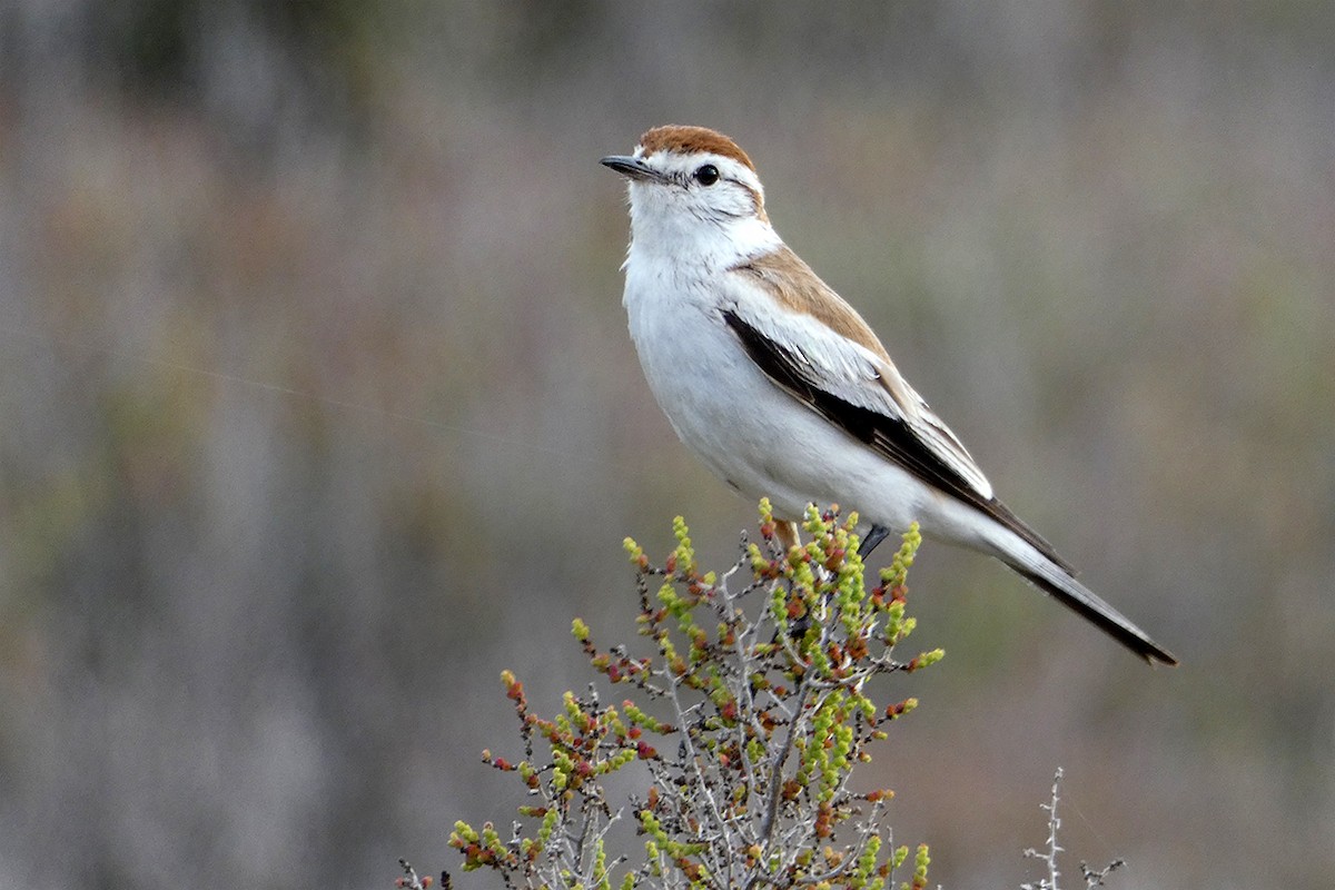 Salinas Monjita - Fabricio C. Gorleri