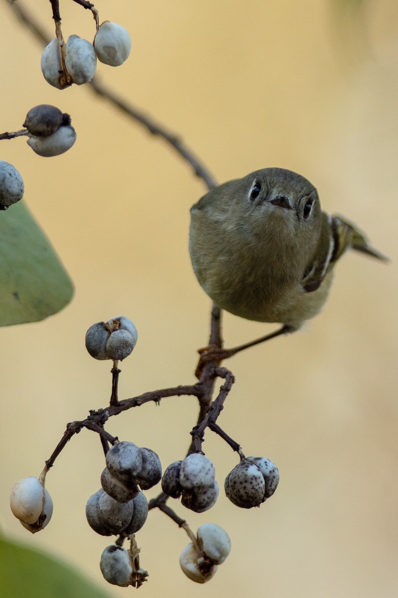 Ruby-crowned Kinglet - ML129373001