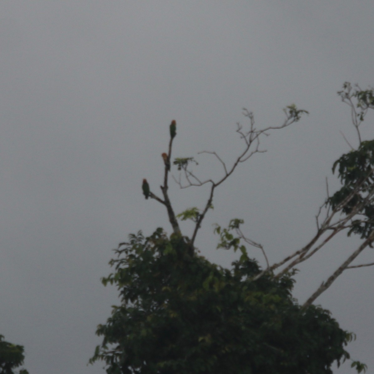 White-bellied Parrot - ML129373201