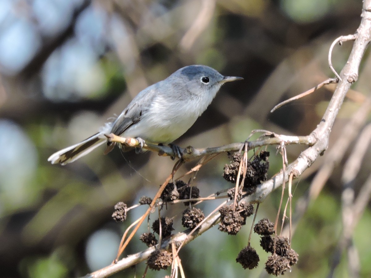 Gobemoucheron gris-bleu - ML129373231