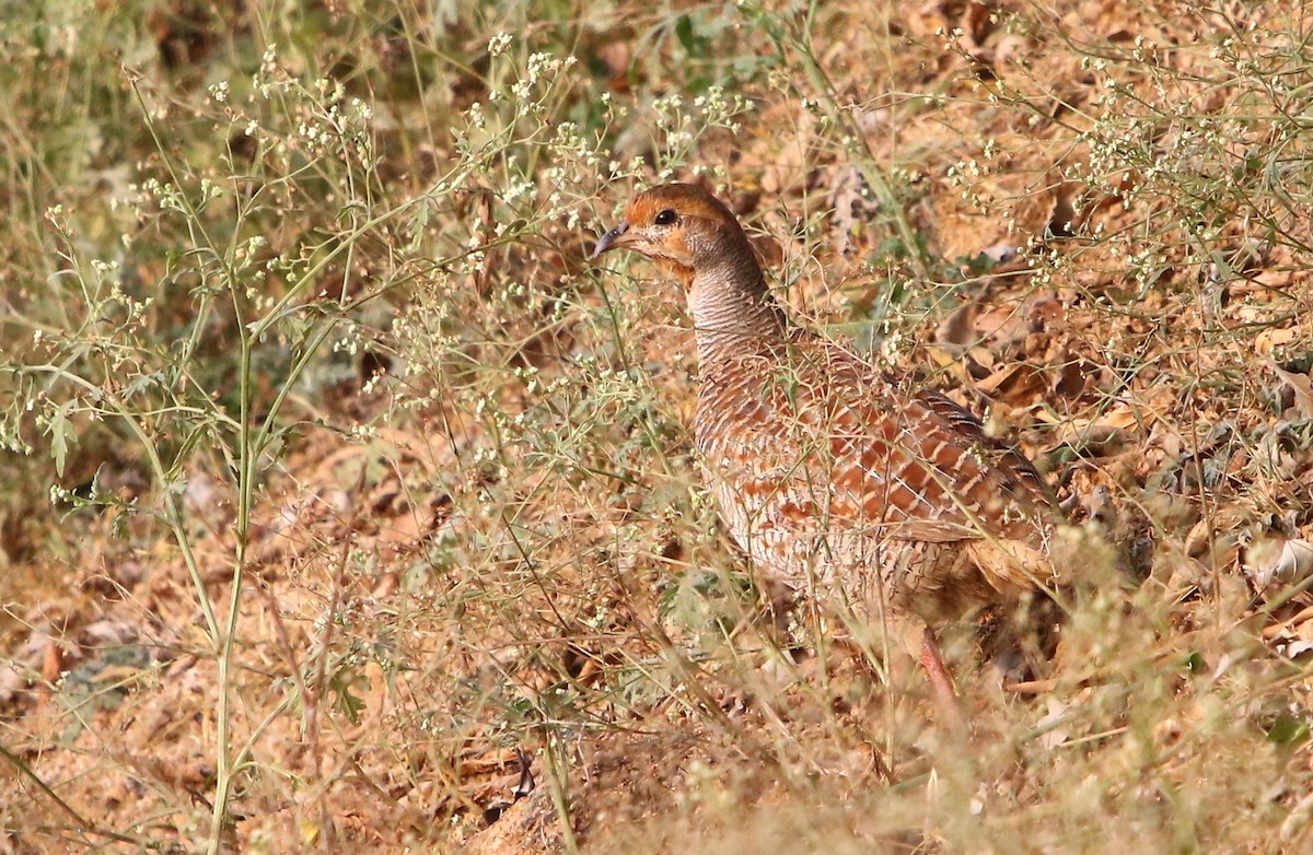 Gray Francolin - ML129373411