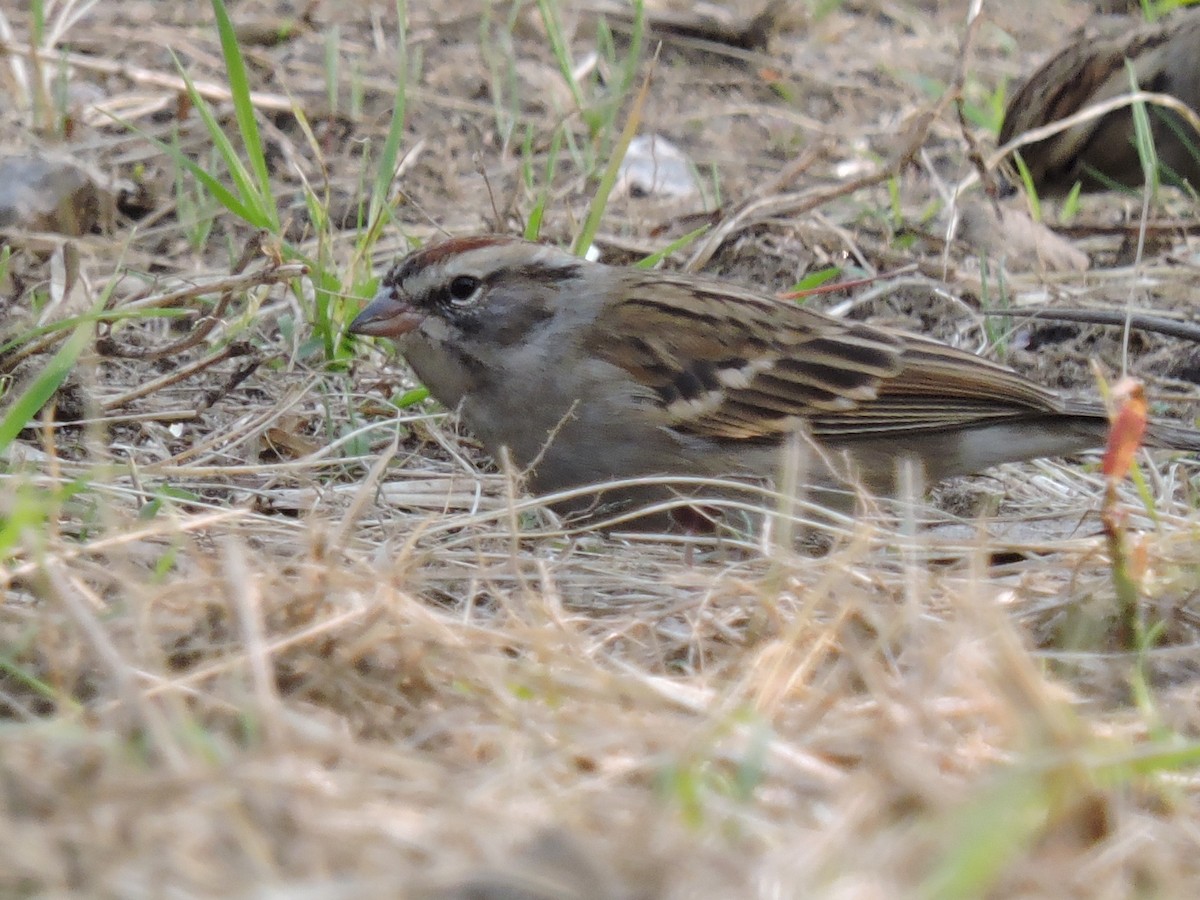 Chipping Sparrow - ML129373751