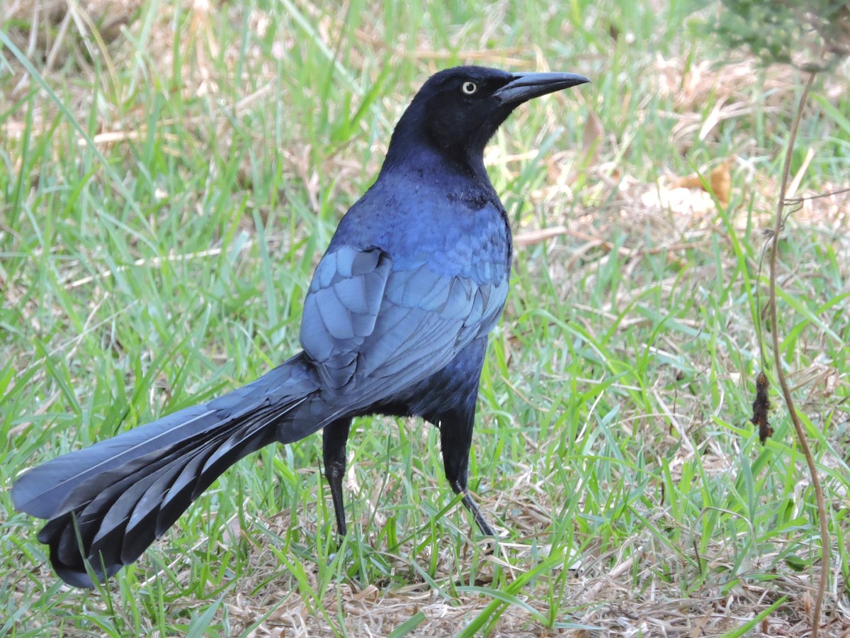 Great-tailed Grackle - ML129374851