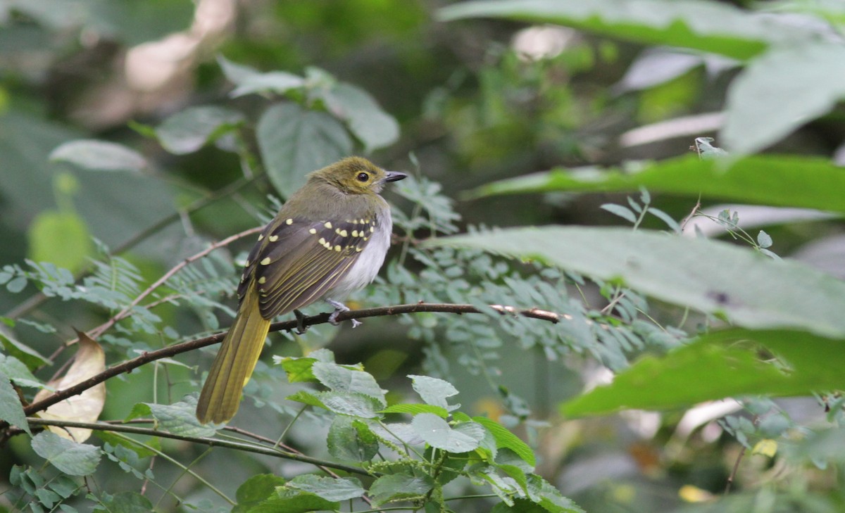 Western Nicator - Stephan Lorenz / Rockjumper Birding Tours