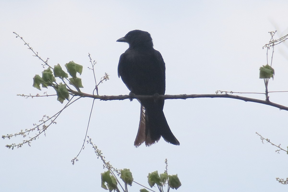 Fork-tailed Drongo - ML129377001
