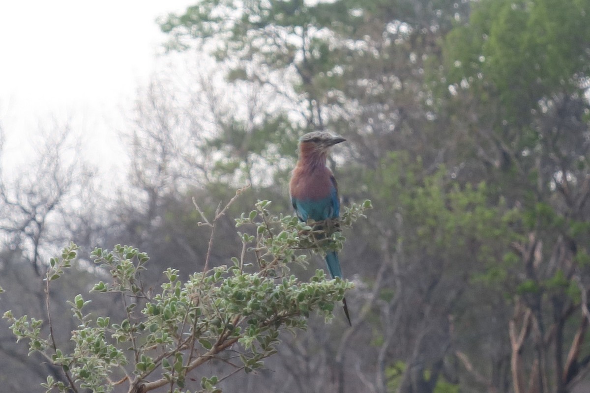 Lilac-breasted Roller - ML129378341