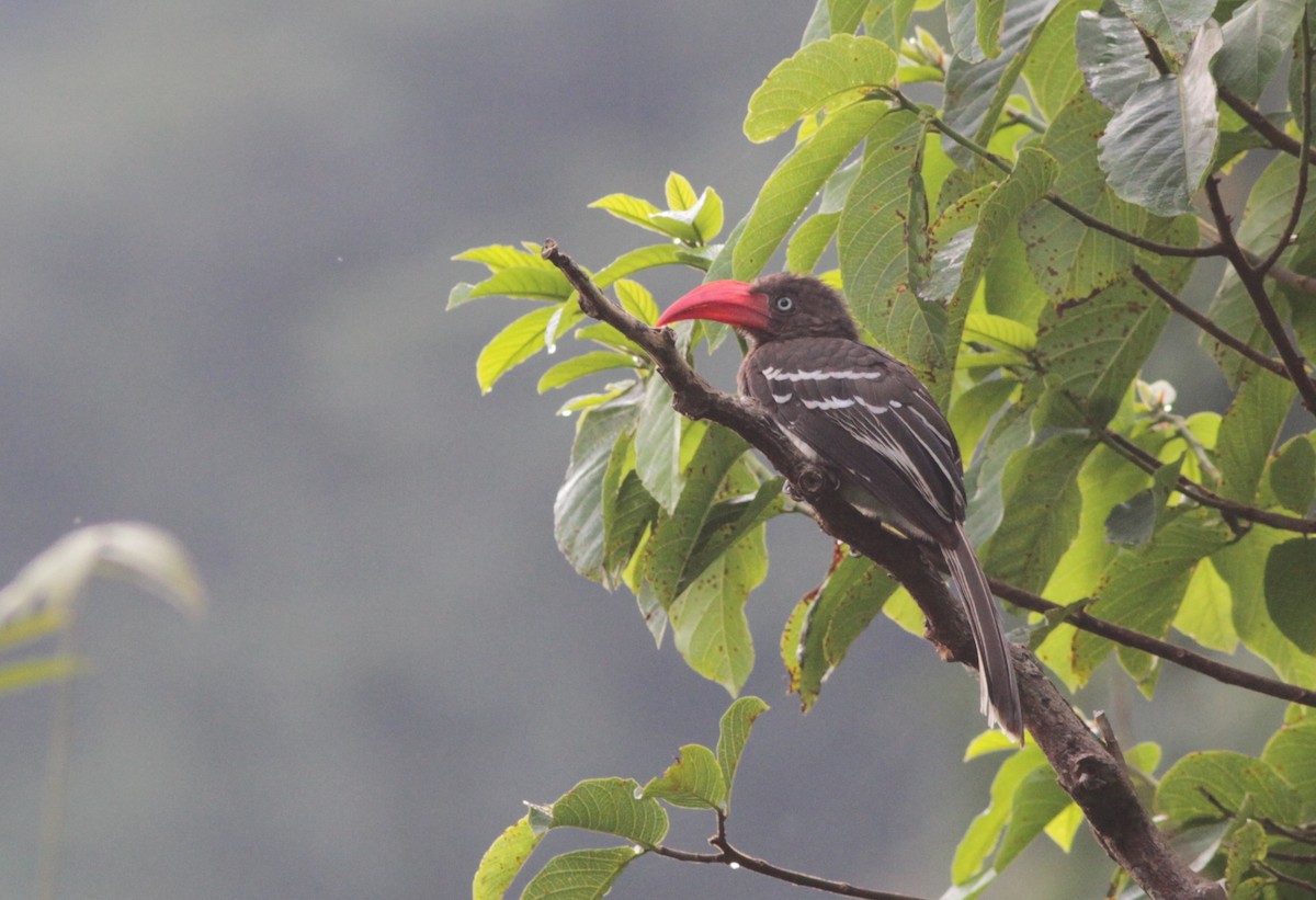 Red-billed Dwarf Hornbill - Stephan Lorenz / Rockjumper Birding Tours