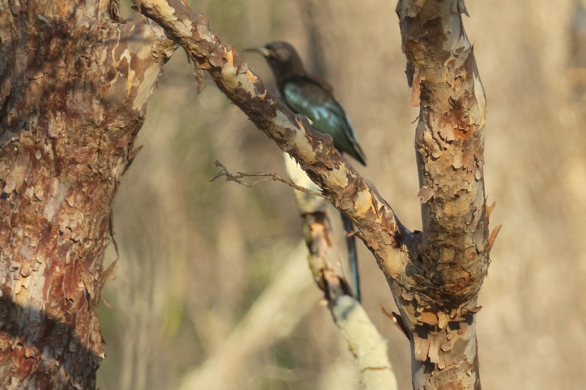 Green Woodhoopoe - ML129379311