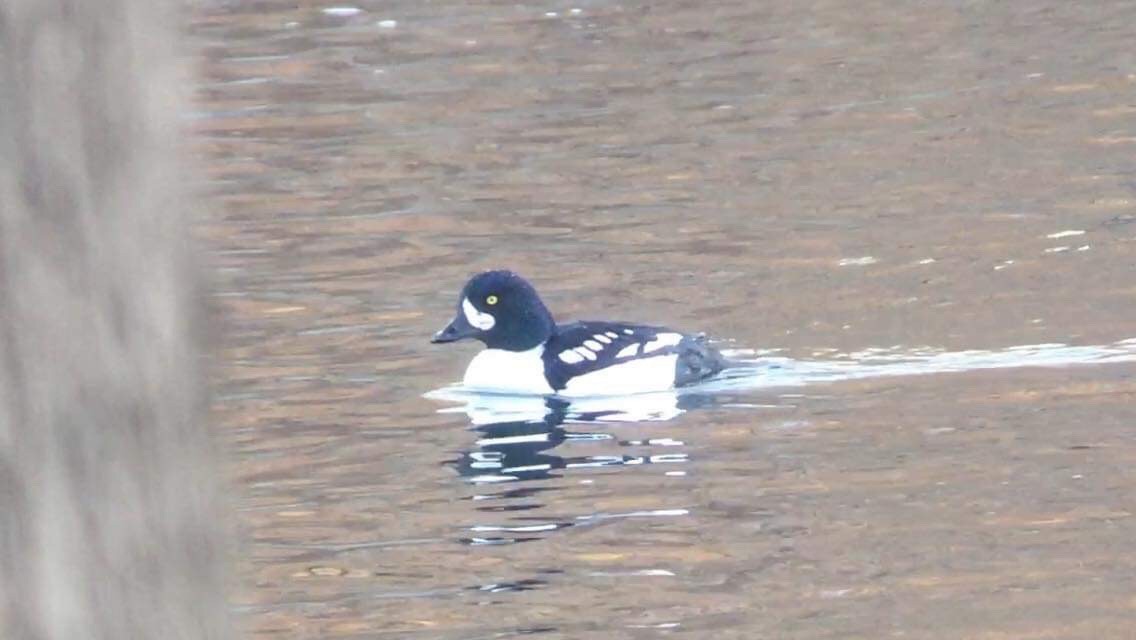 Barrow's Goldeneye - Paul Jacyk