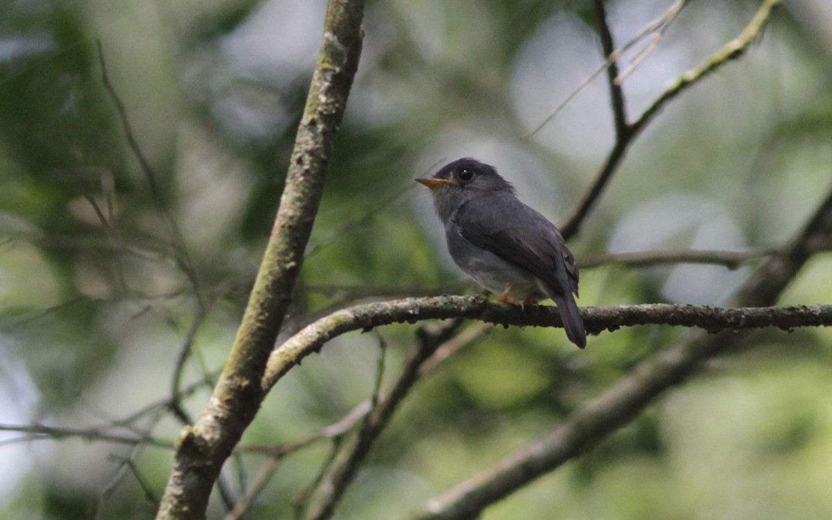 Yellow-footed Flycatcher - ML129379821