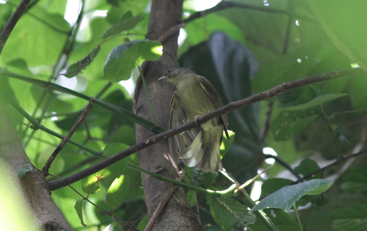 Zenker's Honeyguide - ML129379941