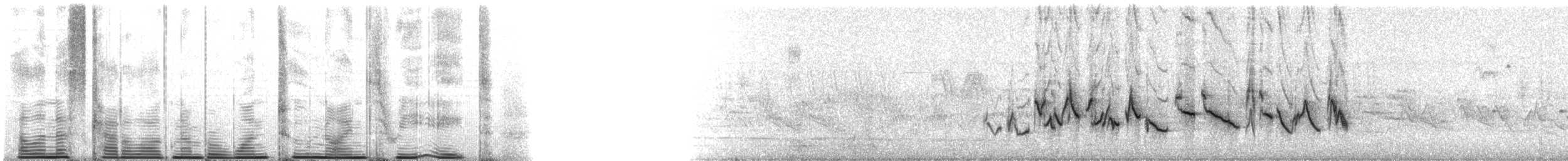 Amerika Çütresi (purpureus) - ML12938