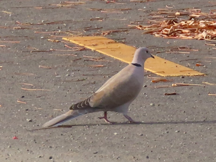 Eurasian Collared-Dove - ML129380591