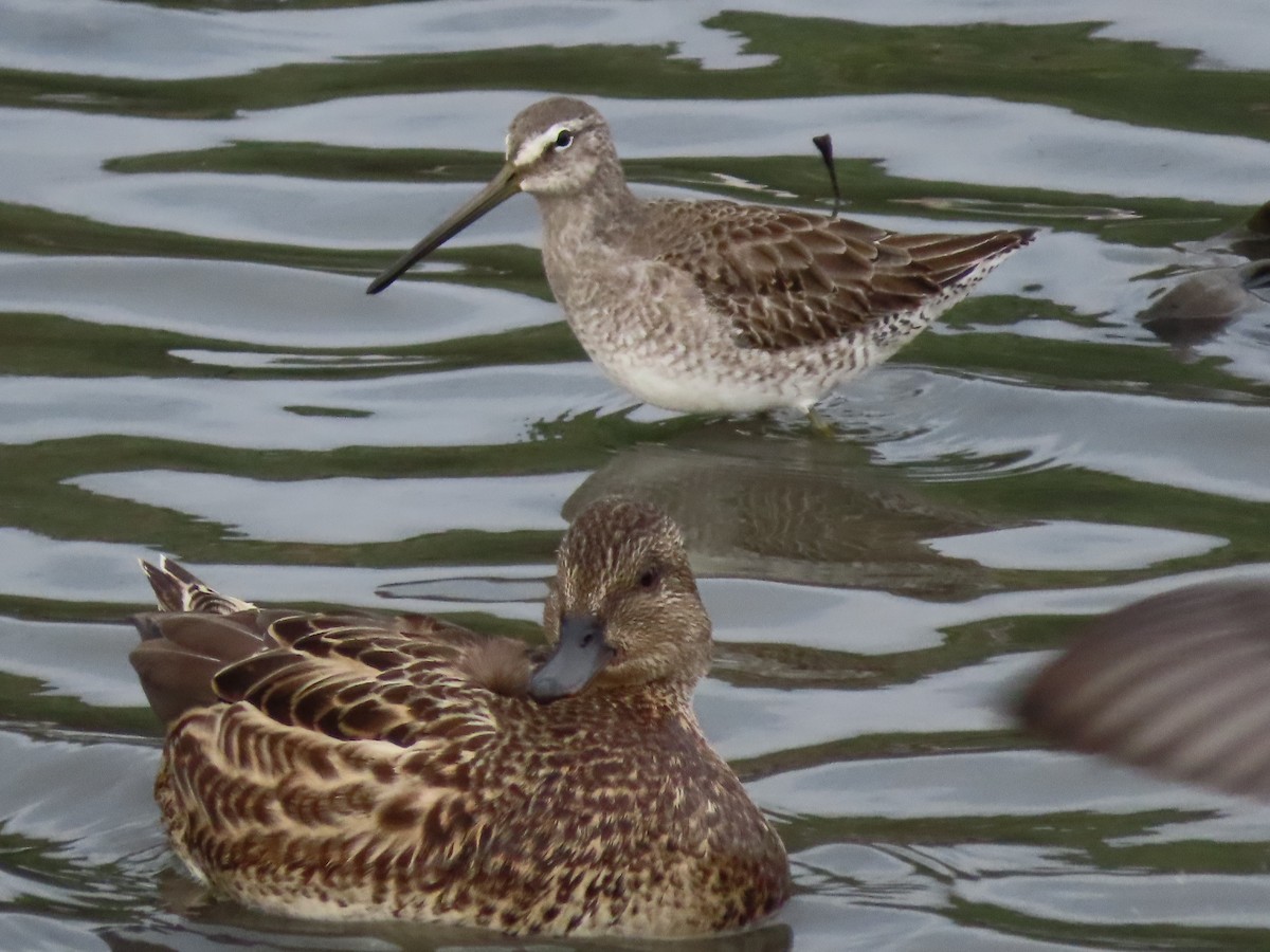 Long-billed Dowitcher - Barry Langdon-Lassagne