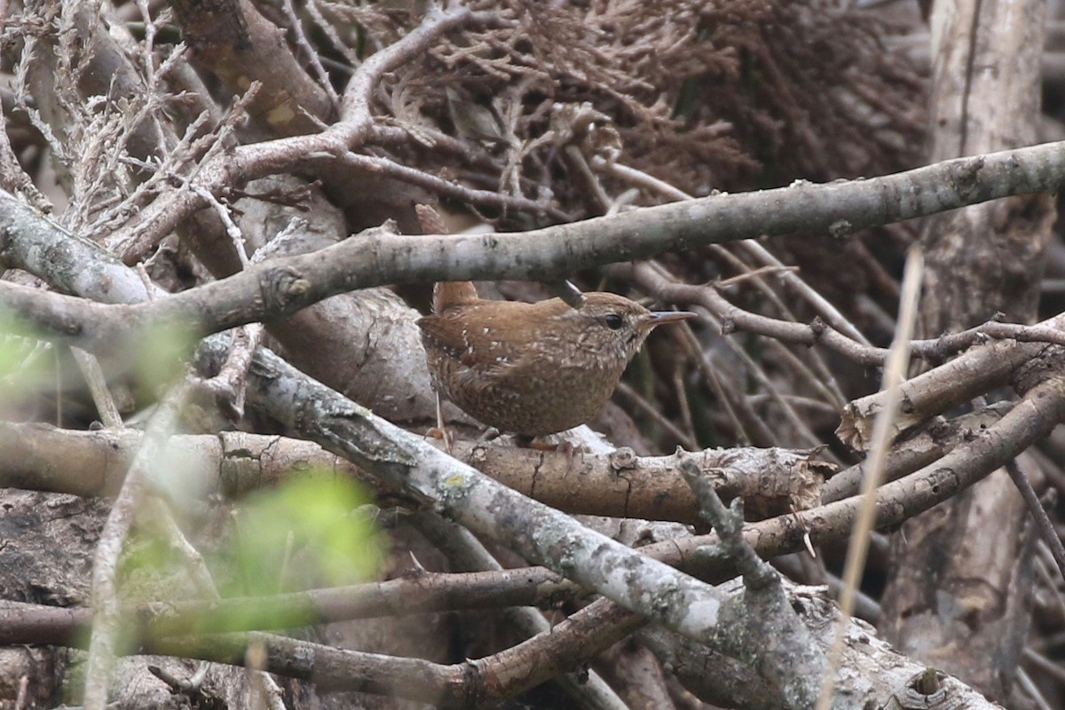 Troglodyte des forêts - ML129383341