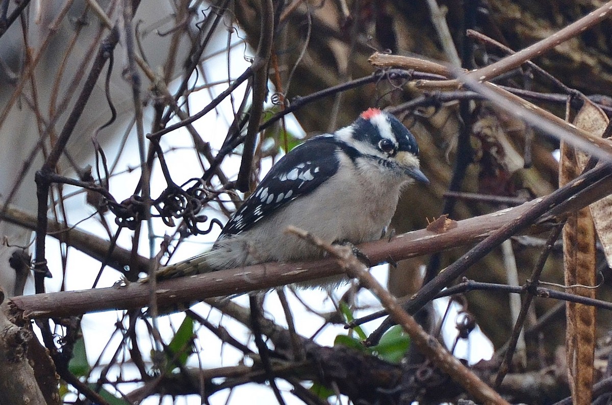 Downy Woodpecker - ML129383441