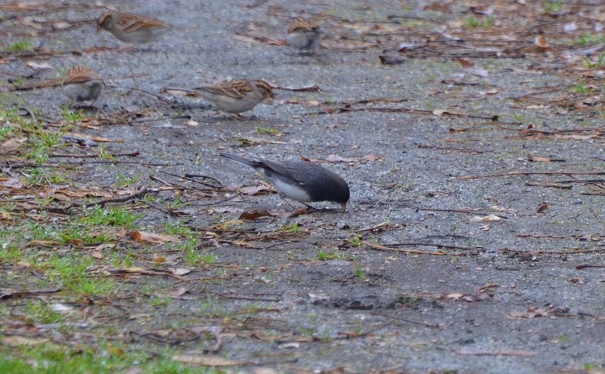 Junco ardoisé - ML129383561