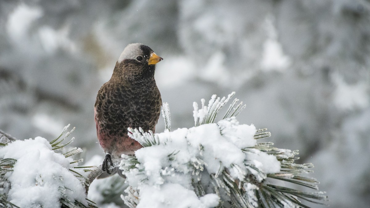 Black Rosy-Finch - ML129383611