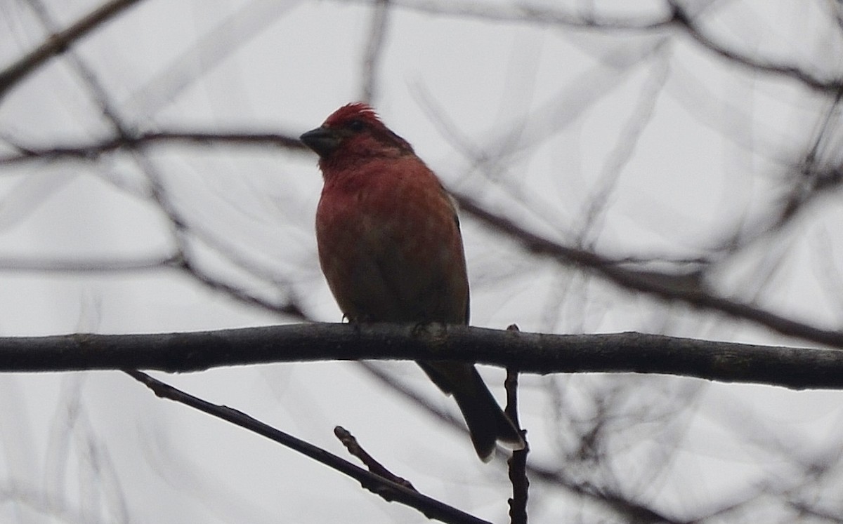 Purple Finch - ML129384541