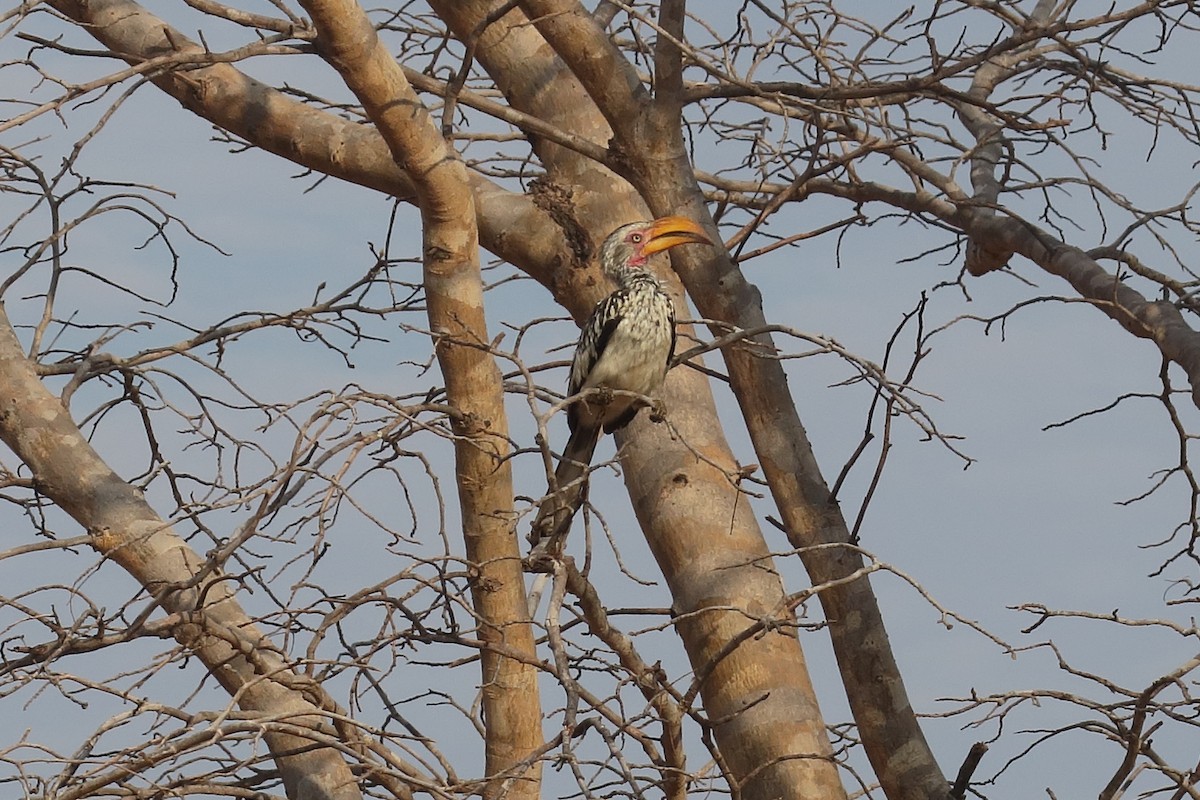 Southern Red-billed Hornbill - ML129384601