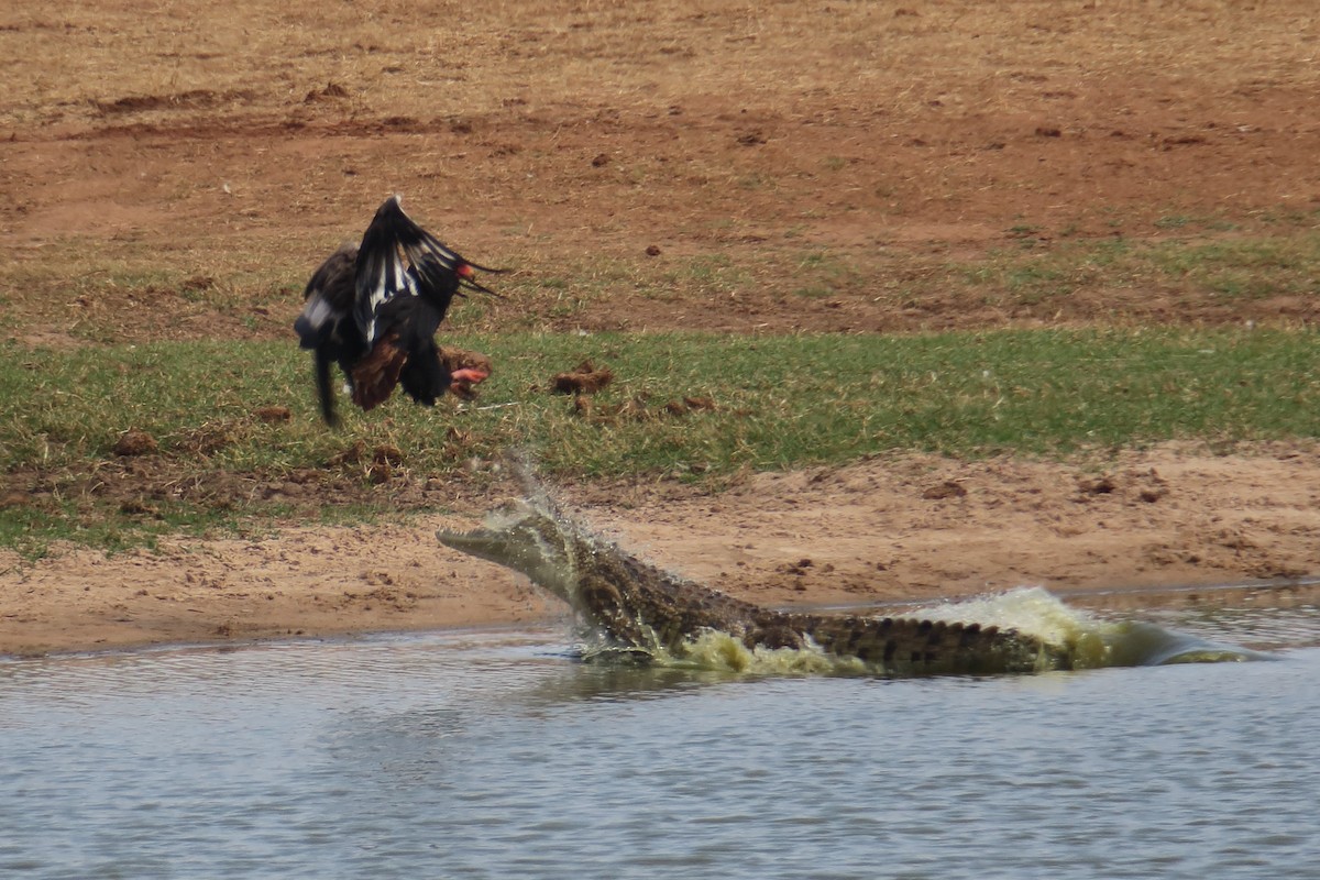 Bateleur des savanes - ML129385021