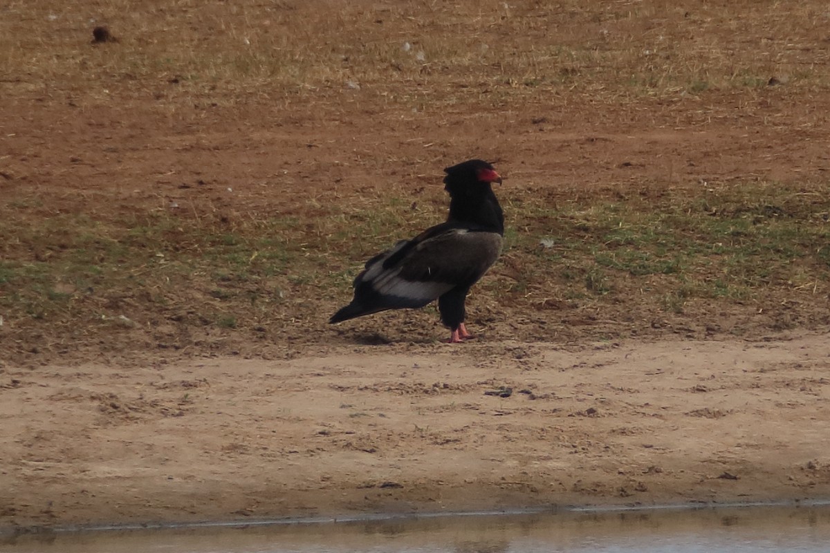 Bateleur des savanes - ML129385061