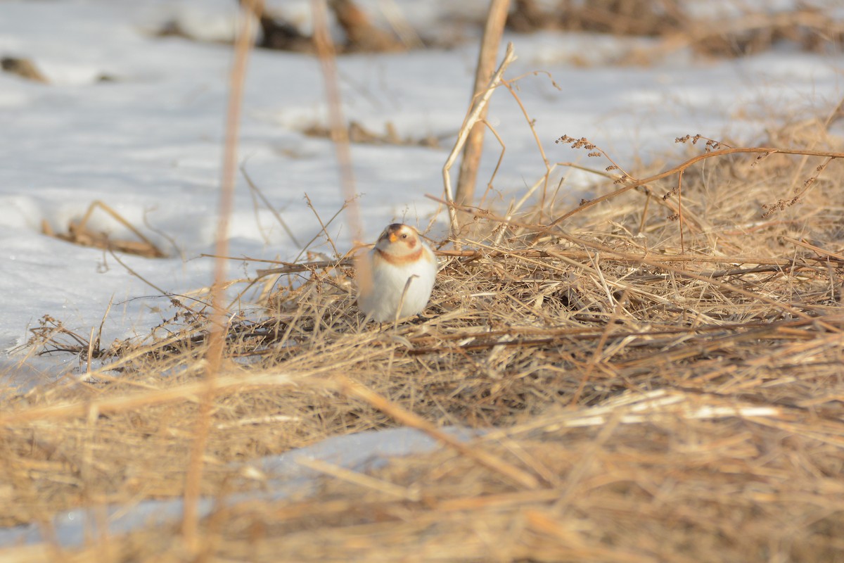 Snow Bunting - Richard Garrigus