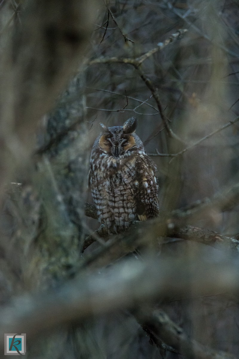 Long-eared Owl - ML129385201