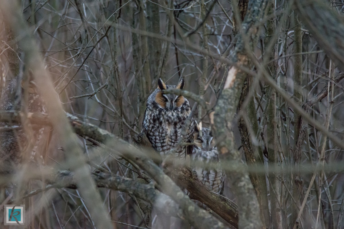 Long-eared Owl - ML129385251