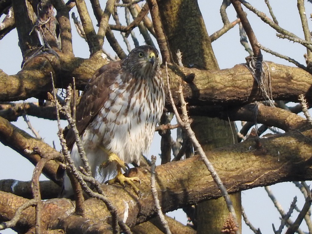 Cooper's Hawk - ML129385531