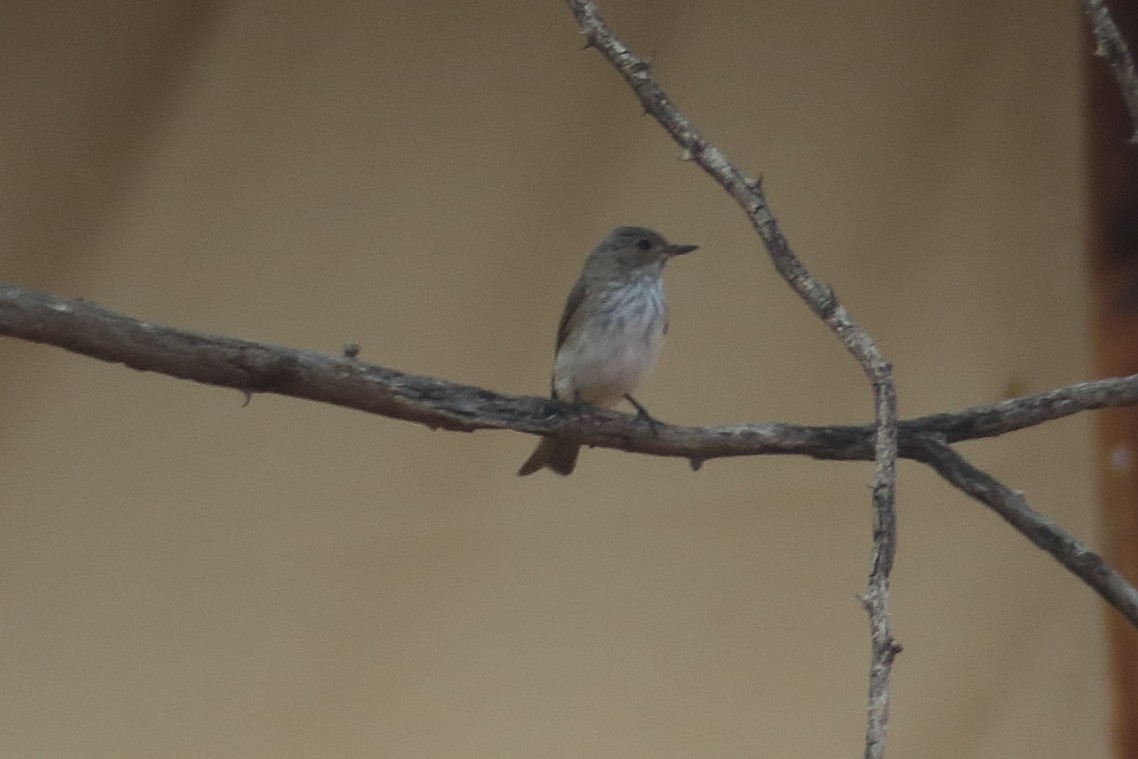 Spotted Flycatcher - ML129385551