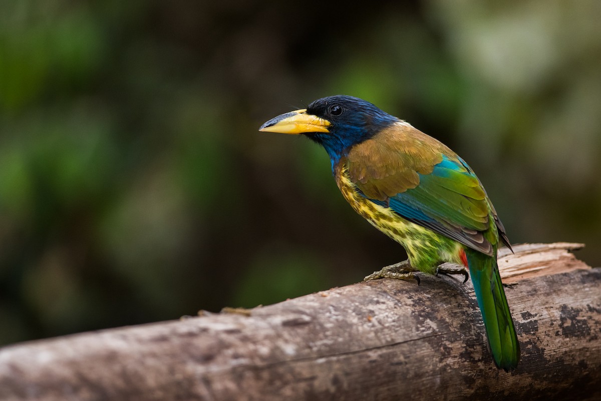 Büyük Barbet - ML129389181