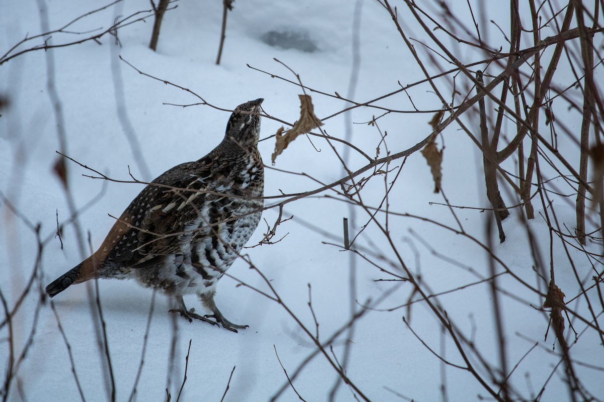 Ruffed Grouse - ML129389921