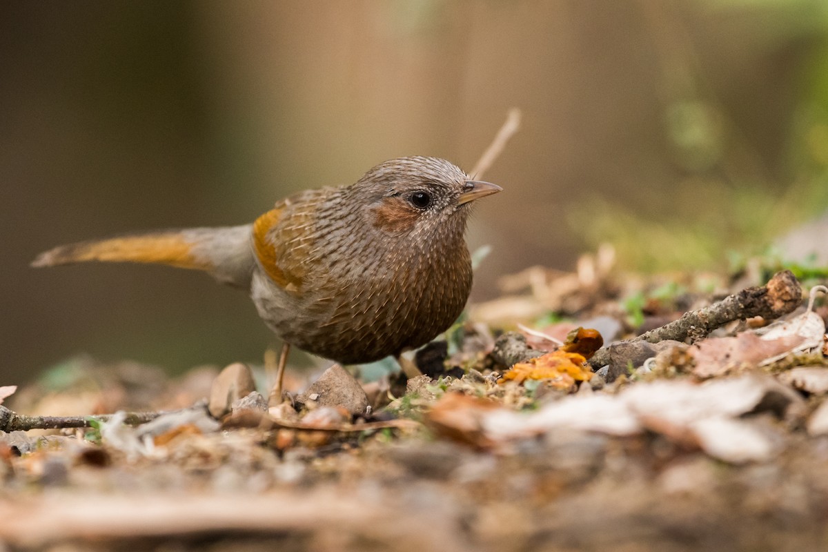 Streaked Laughingthrush - ML129390151