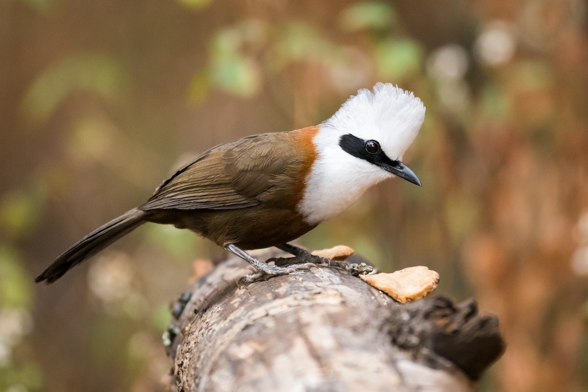 White-crested Laughingthrush - Claudia Brasileiro