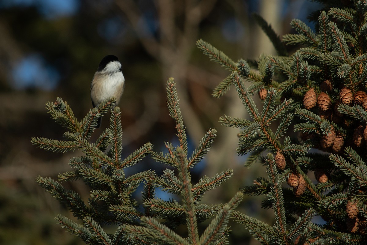 Black-capped Chickadee - Anthony Pelletier