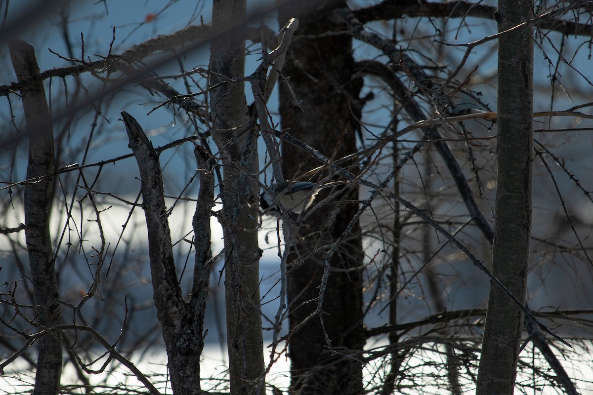 Black-capped Chickadee - ML129390831