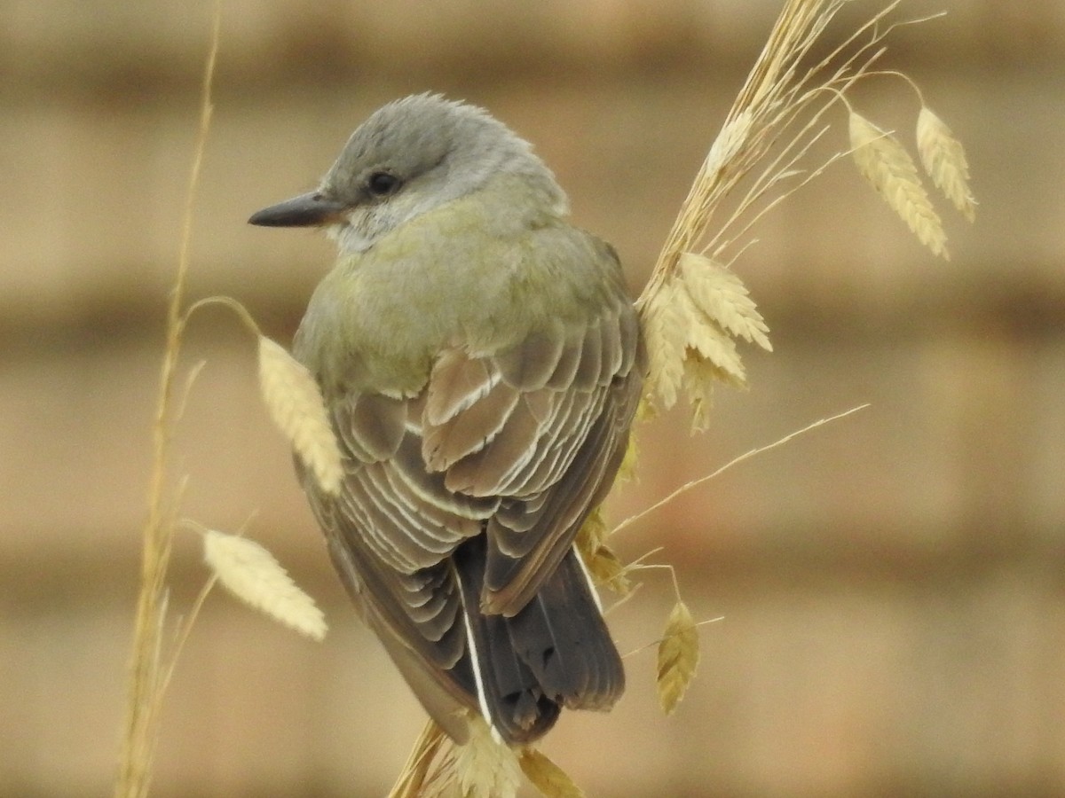 Western Kingbird - ML129390891