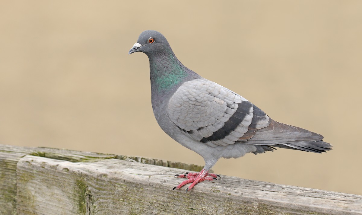 Rock Pigeon (Feral Pigeon) - Ryan Schain