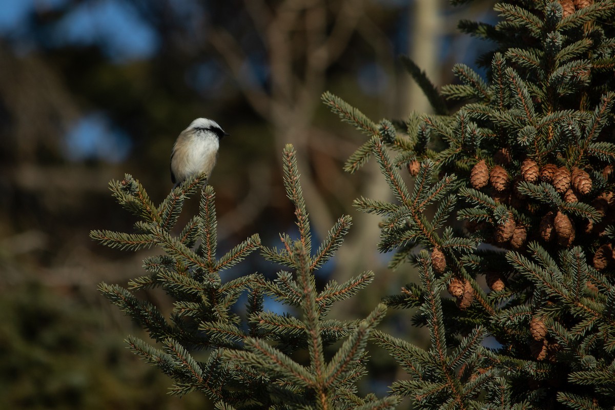 Black-capped Chickadee - ML129391271