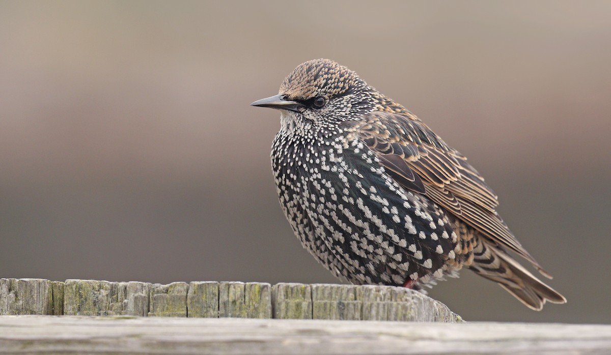 European Starling - ML129391421